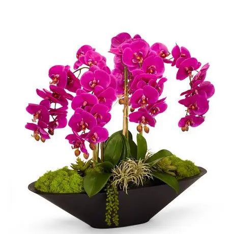 Fuschia Orchid in Boat Planter