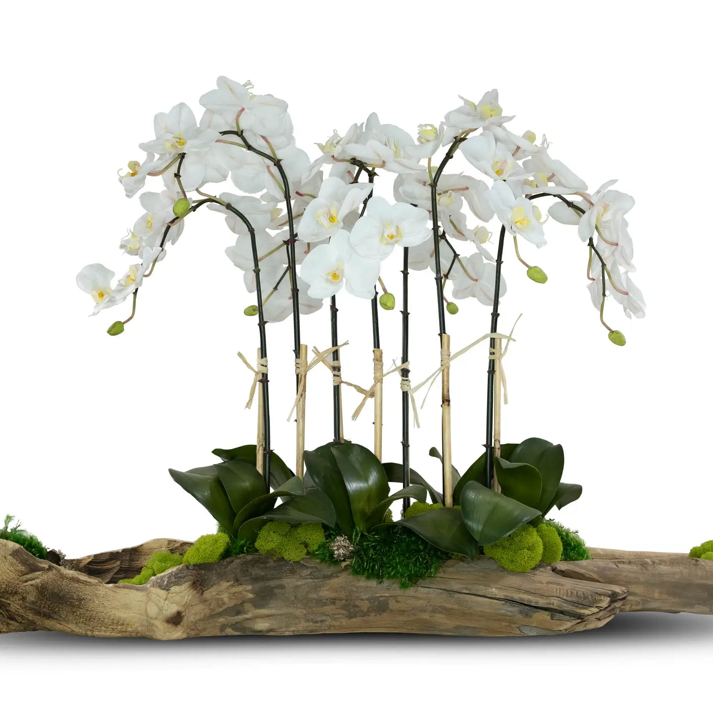White Orchids in Driftwood Log