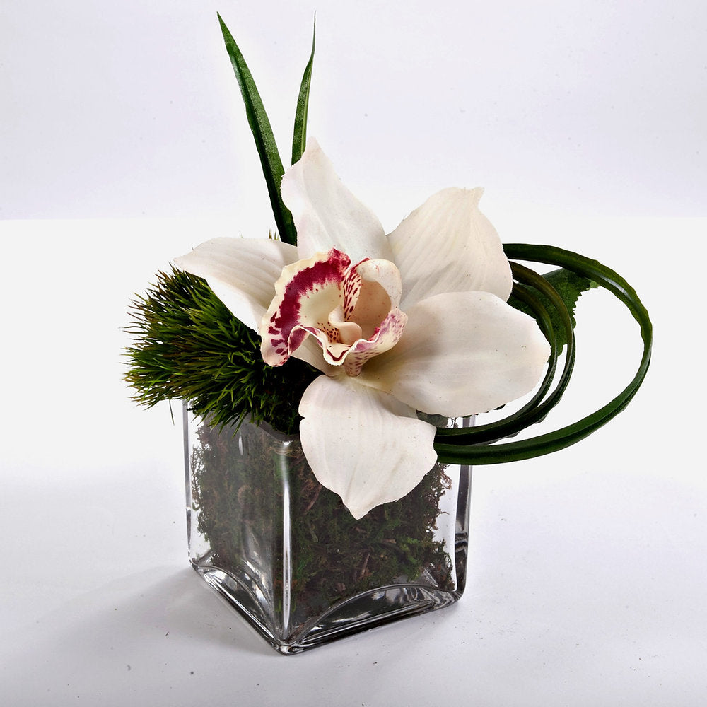Cymbidium Orchid in 3" glass