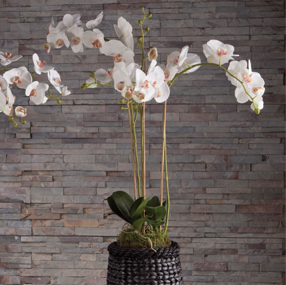 Phalaenopsis Orchid Drop-In 31"