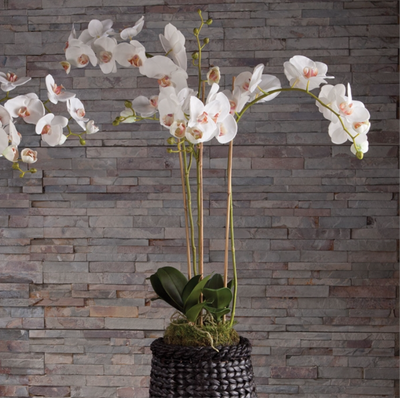 Phalaenopsis Orchid Drop-In 31"