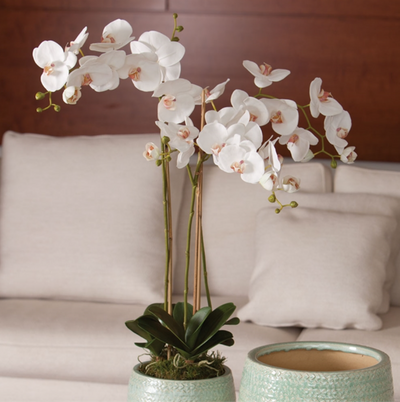 Phalaenopsis Orchid Drop-In 31"