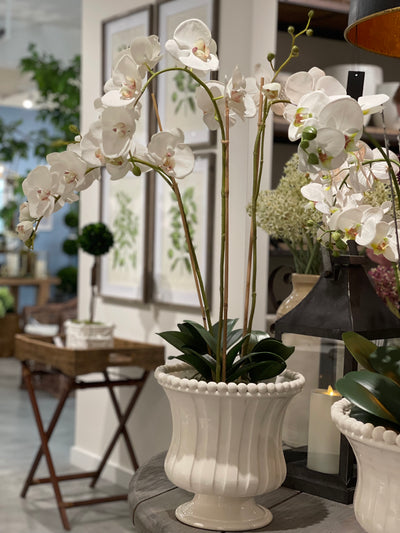 Phalaenopsis Orchid Drop-In 31"