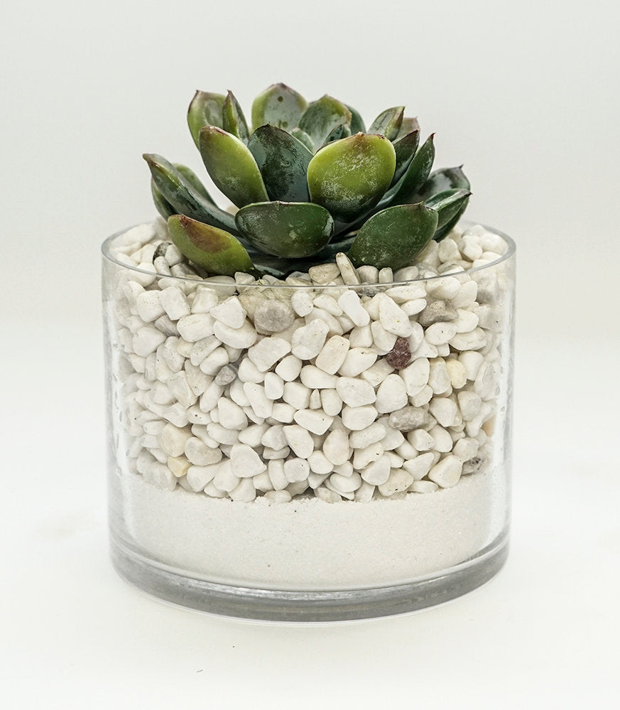 Succulent in White Rocks and Sand