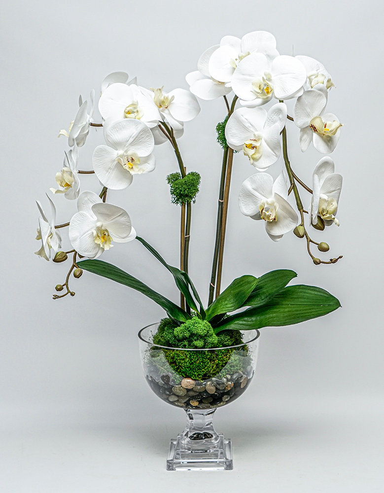 Double Orchid in Glass Urn - Short