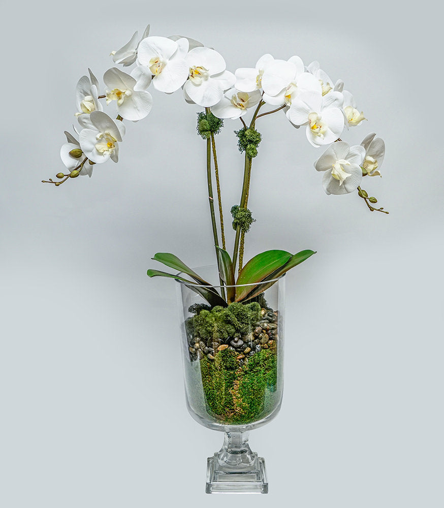 Double Orchid in Glass Urn - Tall