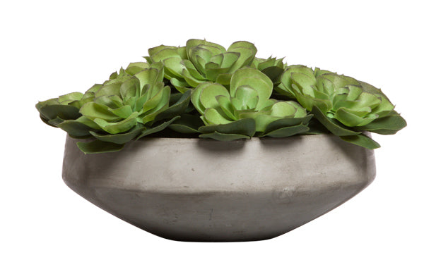 Echeveria in Cement Bowl