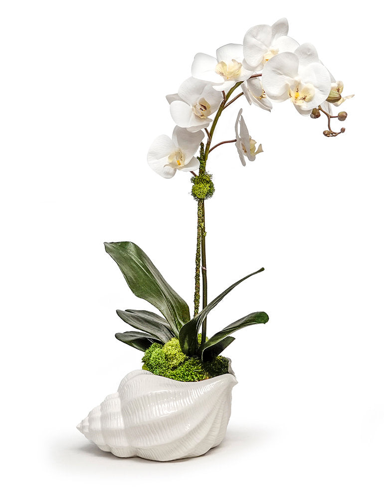 Orchid in Ceramic Conch
