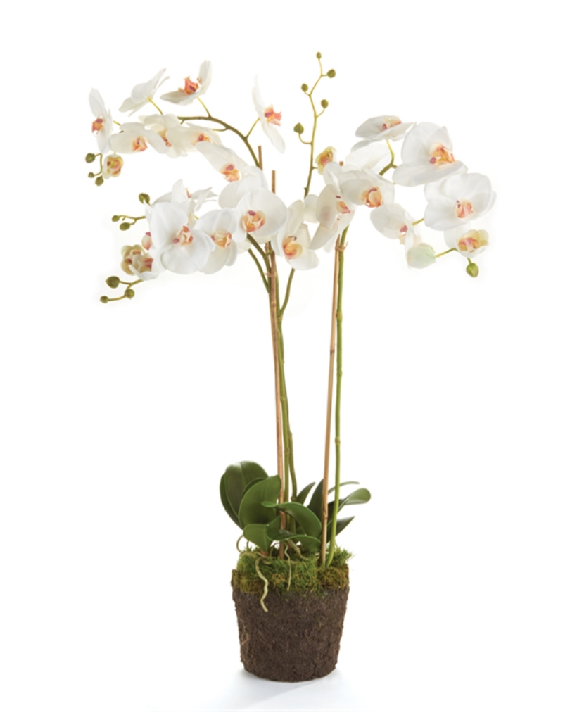 Phalaenopsis Orchid Drop-In 31"