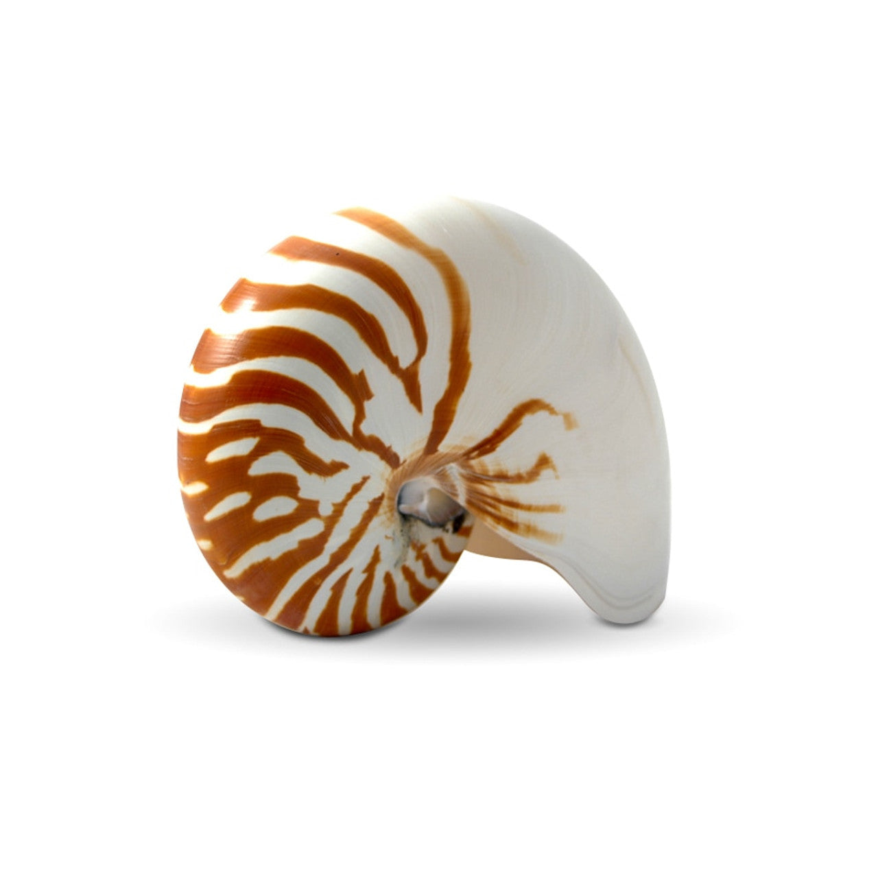 Nautilus Pompilius 5-7 Inch