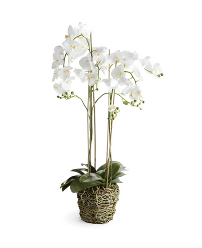Phalaenopsis Orchid Drop-In 44"