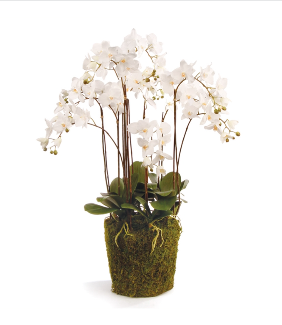 Phalaenopsis Orchid Drop-In 36"