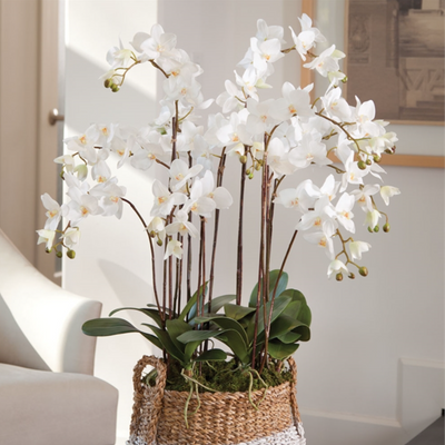 Phalaenopsis Orchid Drop-In 36"