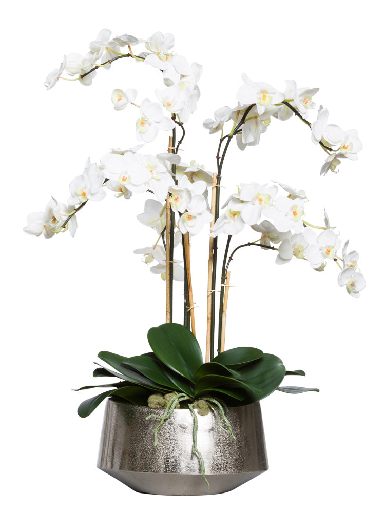 Phalaenopsis in Silver Bowl