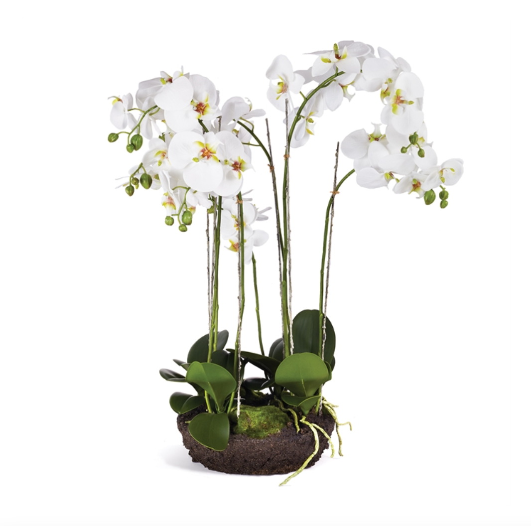 Phalaenopsis Drop-In Orchids 31.5"