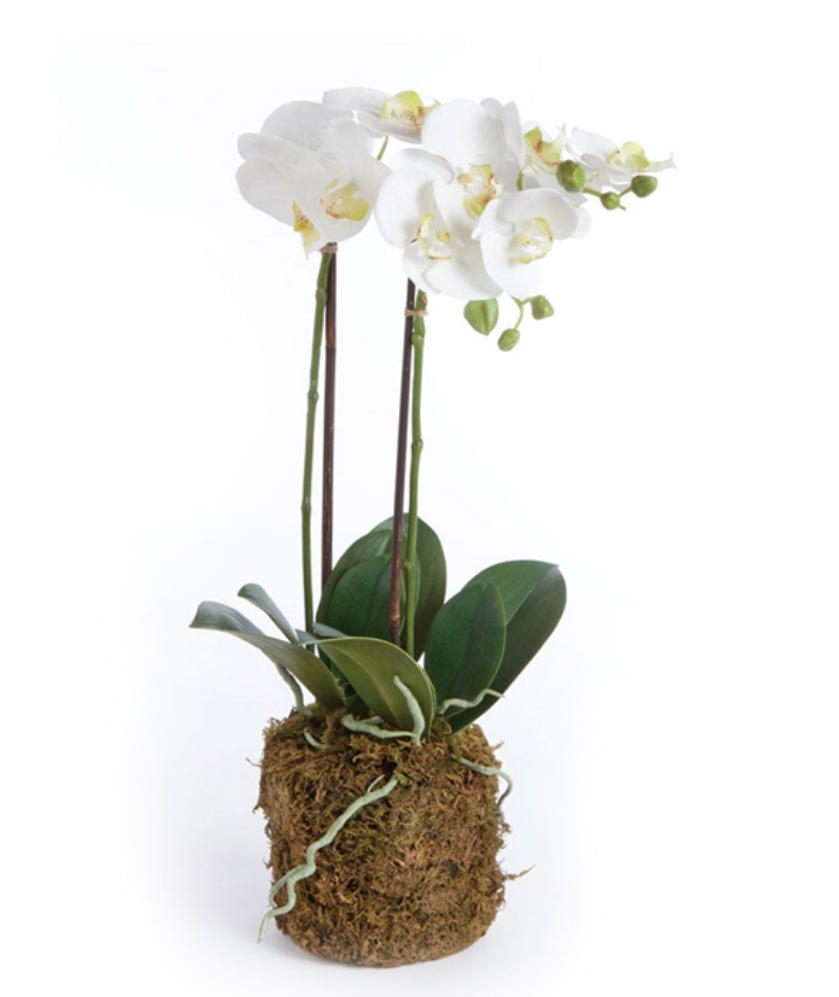 Phalaenopsis Orchid Drop-In 23"