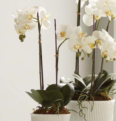 Phalaenopsis Orchid Drop-In 23"