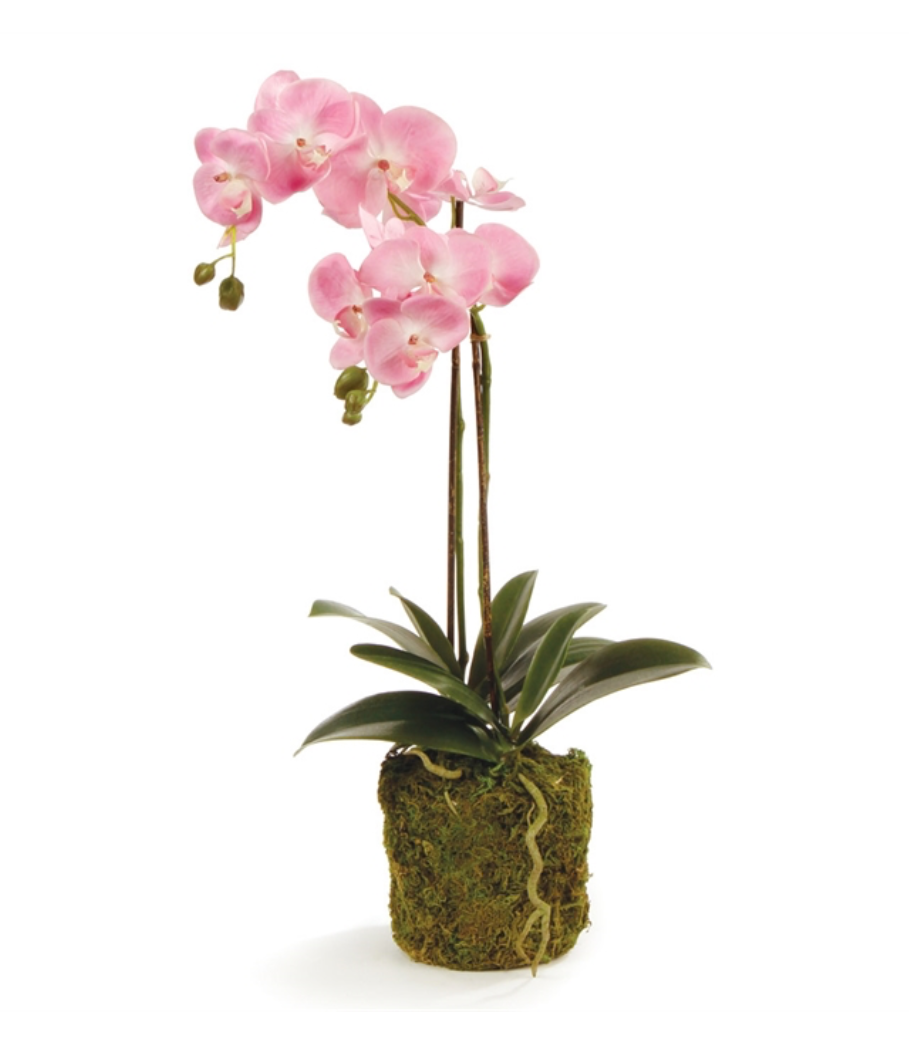 Phalaenopsis Orchid Drop-In 23" - Pink