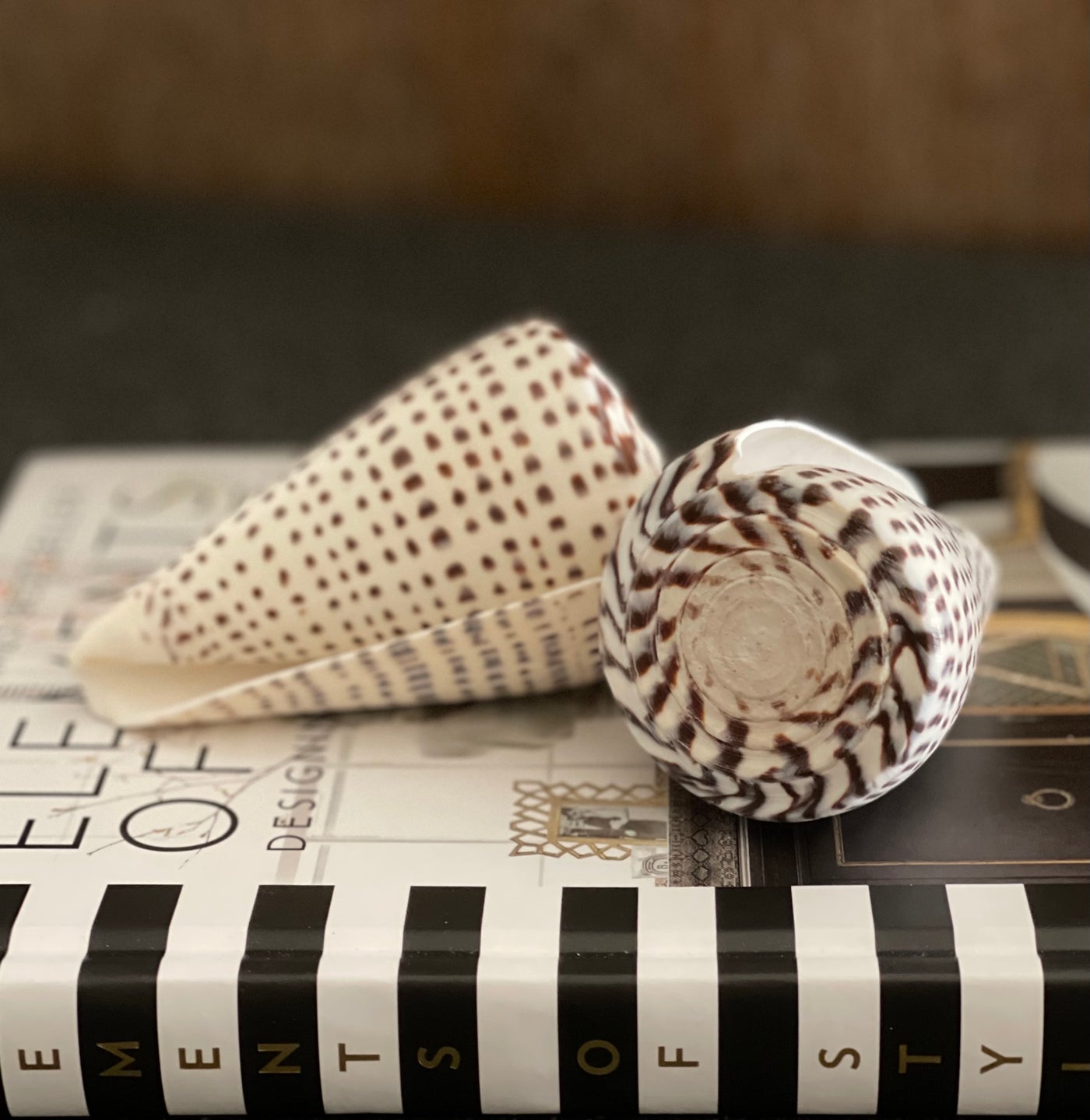 Conus Leopardus - 4" - 41/2"