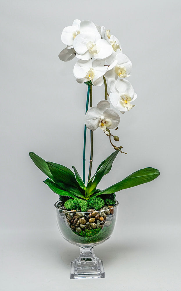 Single Orchid in Glass Urn - Short