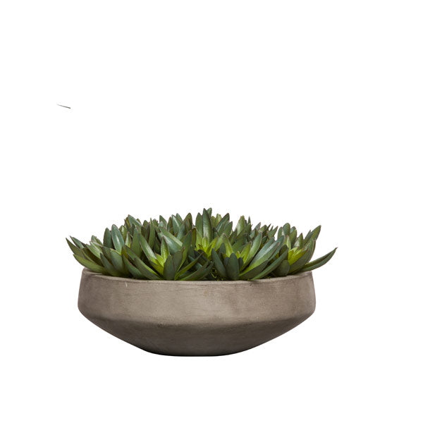 Succulents in Cement Bowl