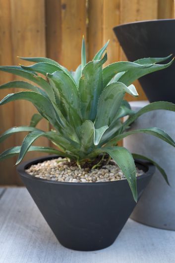 Ezra Planters